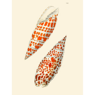 Wee Blue Coo Unframed Wall Art Seashell Orange Spotted Conical12X16 Inch from B&Q
