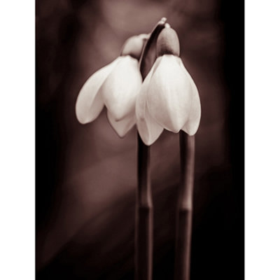 Wee Blue Coo Unframed Wall Art Two Snowdrops Flowers12X16 Inch from B&Q