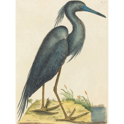Wee Blue Coo Unframed Wall Art Catesby Blue Heron12X16 Inch from B&Q