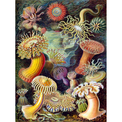 Wee Blue Coo Unframed Wall Art Haeckel Anemone Sea Life12X16 Inch from B&Q