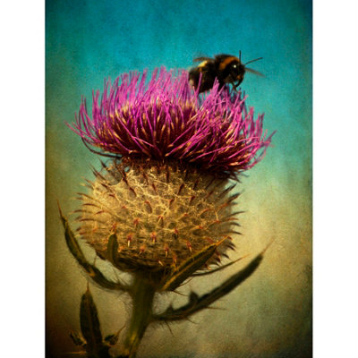 B&Q -  Unframed Wall Art Bumble Bee And Thistle12X16 Inch