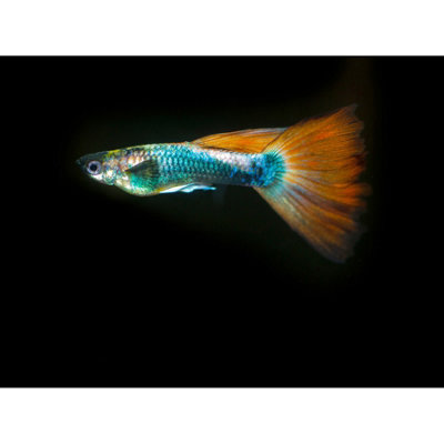 Artery8 Unframed Wall Art Warby Guppy Fish Sea Ocean Photo12X16 Inch from B&Q