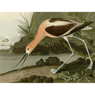 Artery8 Unframed Wall Art Audubon Birds America American Avocet12X16 Inch from B&Q