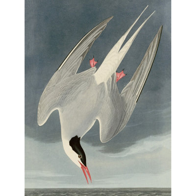 Artery8 Unframed Wall Art Audubon Birds America Arctic Tern12X16 Inch