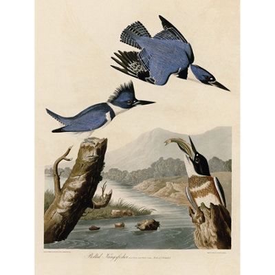 Artery8 Unframed Wall Art Audubon Birds America Belted Kingfisher12X16 Inch