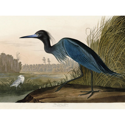 Artery8 Unframed Wall Art Audubon Birds America Blue Crane12X16 Inch from B&Q