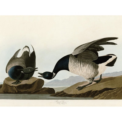 Artery8 Unframed Wall Art Audubon Birds America Brant Goose12X16 Inch