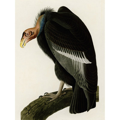 Artery8 Unframed Wall Art Audubon Birds America Californian Vulture12X16 Inch from B&Q