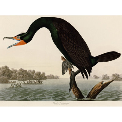 Artery8 Unframed Wall Art Audubon Birds Florida Cormorant Painting12X16 Inch from B&Q