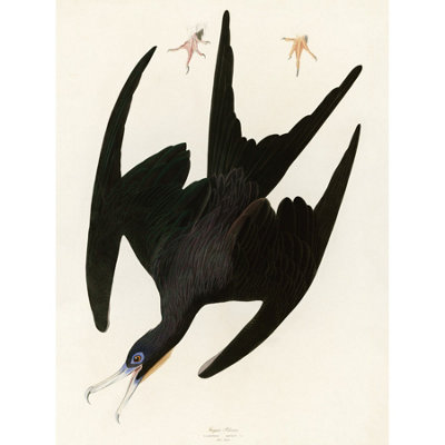 Artery8 Unframed Wall Art Audubon Birds Frigate Pelican Painting12X16 Inch from B&Q