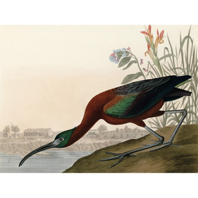 Artery8 Unframed Wall Art Audubon Birds Glossy Ibis Painting12X16 Inch from B&Q