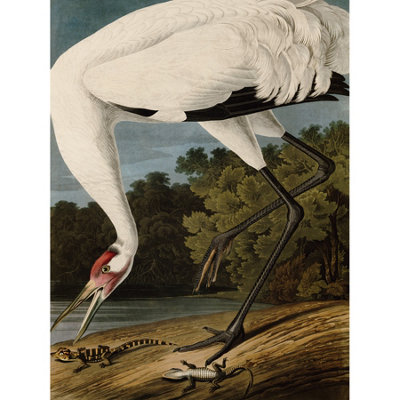 Artery8 Unframed Wall Art Audubon Birds Hooping Crane Painting12X16 Inch from B&Q