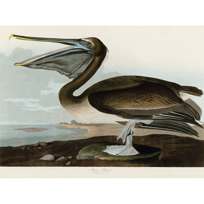 Artery8 Unframed Wall Art Audubon Birds Pelican Brown Painting12X16 Inch