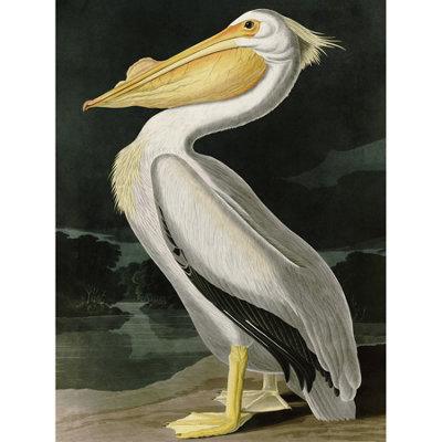 Artery8 Unframed Wall Art Audubon Birds White Pelican Painting12X16 Inch
