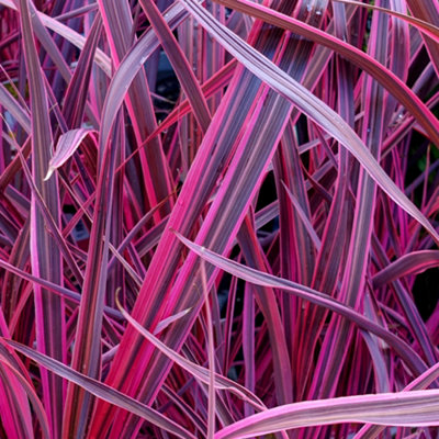 Gardeners Dream Cordyline 'festival Raspberry' Cabbage Palm Fragrant Outdoor Evergreen Shrub9Cm Pot (20-30Cm) from B&Q