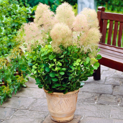 Gardeners Dream Cotinus Young LadyLovely Peach FlowersCompactSun Or Partial Shade (20-30Cm Height Including Pot) from B&Q