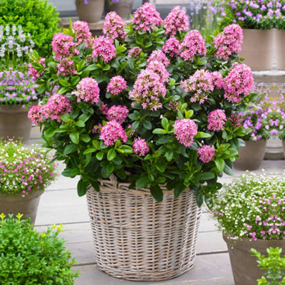 Gardeners Dream Escallonia Laevis 'pink Elle' Evergreen Flowering Potted Outdoor Garden Shrub9Cm Pot (20-30Cm) from B&Q