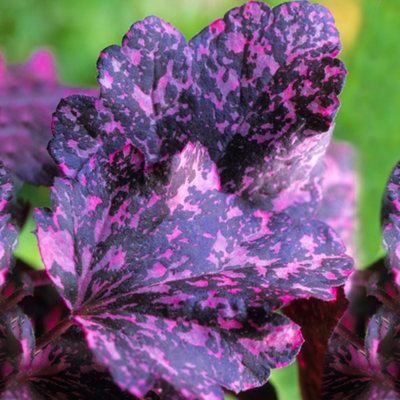B&Q -  Heuchera Midnight Rose Garden PlantUnique FoliageCompact Size (15-30Cm Height Including Pot)
