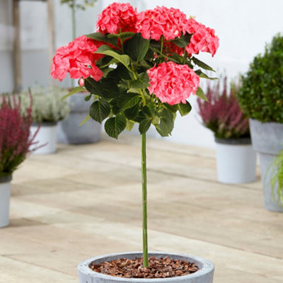 Gardeners Dream Hydrangea Macrophylla Red Patio TreeStunning VarietyIdeal For Uk GardensCompact Size (2-3Ft) from B&Q
