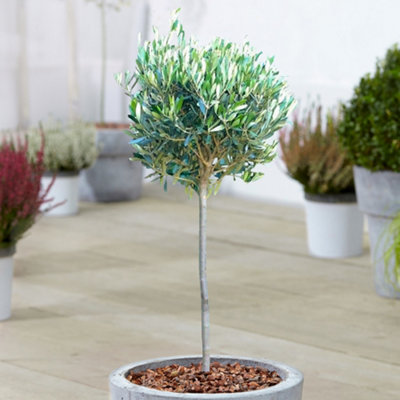 Gardeners Dream Olea Europea Patio TreeStunning VarietyIdeal For Uk GardensCompact Size (2-3Ft) from B&Q