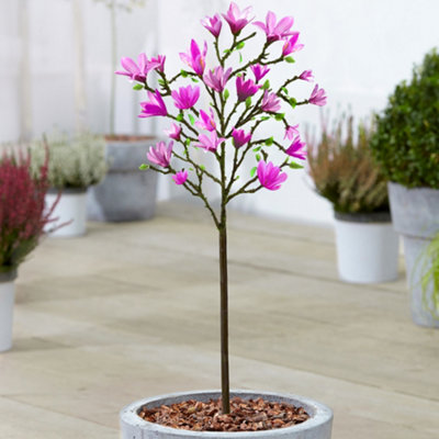 Gardeners Dream Magnolia Susan Patio TreeStunning VarietyIdeal For Uk GardensCompact Size (2-3Ft) from B&Q