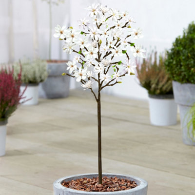 Gardeners Dream Magnolia Stellata Patio TreeStunning VarietyIdeal For Uk GardensCompact Size (2-3Ft) from B&Q