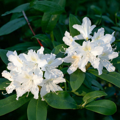 Gardeners Dream Rhododendron Cunninghams White Hardy Evergreen Bushy Garden Shrub Plant In Pot9Cm Pot (20-30Cm) from B&Q