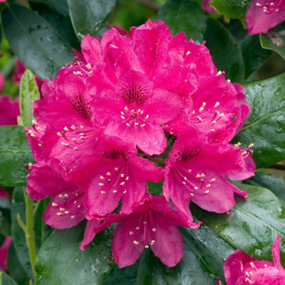 Gardeners Dream Rhododendron Nova Zembla Hardy Evergreen Bushy Outdoor Garden Shrub Plant In Pot9Cm Pot (20-30Cm) from B&Q