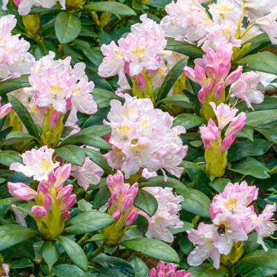 Gardeners Dream Rhododendron Wiseman Live Hardy Evergreen Bushy Garden Shrub Plant In Pot9Cm Pot (20-30Cm) from B&Q