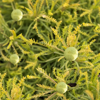 Gardeners Dream Santolina Lemon Fizz (9Cm) from B&Q