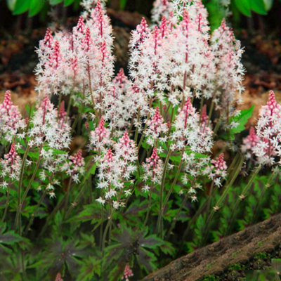 Gardeners Dream Tiarella Angel Wings (9Cm) from B&Q