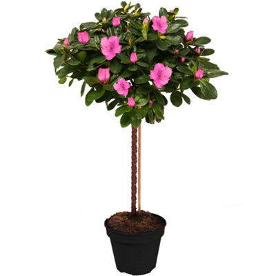 Gardeners Dream Pink Azalea Japonica Tree Trees For Small Gardens Border Patio Potted Plants Lollipop Stem Tree from B&Q