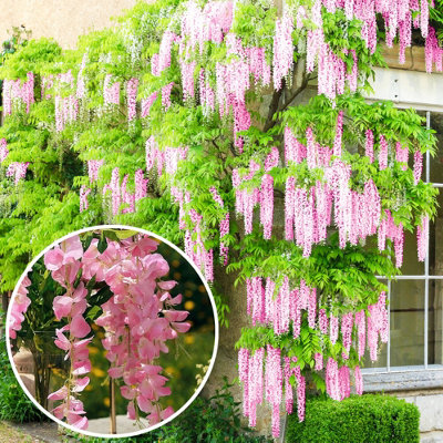 Gardeners Dream Wisteria Pink (9Cm) from B&Q