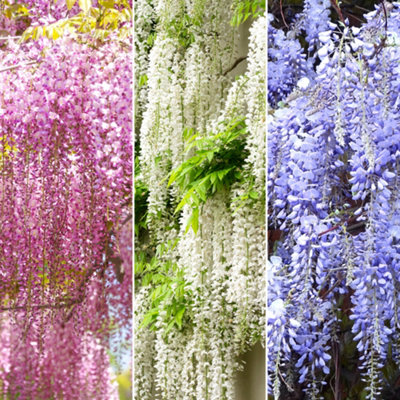  - Gardeners Dream Wisteria Mix PinkWhite & Blue (9CmPack Of 3)