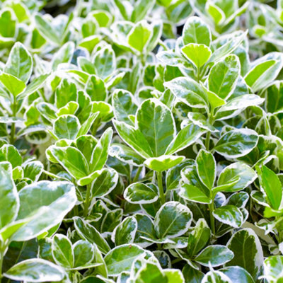 Gardeners Dream Euonymus Kathy Japanese Spindle Plant Compact Evergreen Variegated Bushy Shrub9Cm Pot (20-30Cm) from B&Q