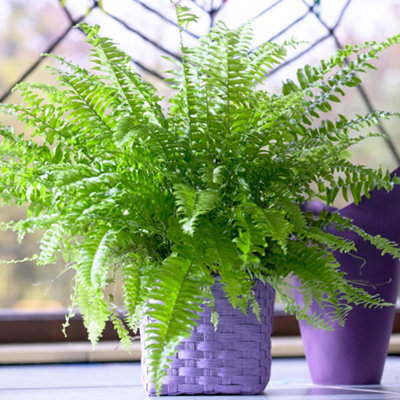 Gardeners Dream Nephrolepis Boston Fern Houseplant For Shady CornersIdeal For Uk Homes In 12Cm Pot (25-35Cm Height Including Pot) from B&Q