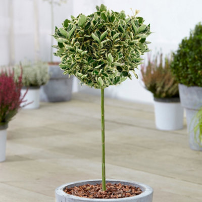 Gardeners Dream Euonymus Kathy Patio TreeStunning VarietyIdeal For Uk GardensCompact Size (2-3Ft) from B&Q