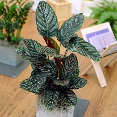 Gardeners Dream Calathea OrnataExotic FoliageIndoor Houseplant (14Cm40-50Cm) from B&Q