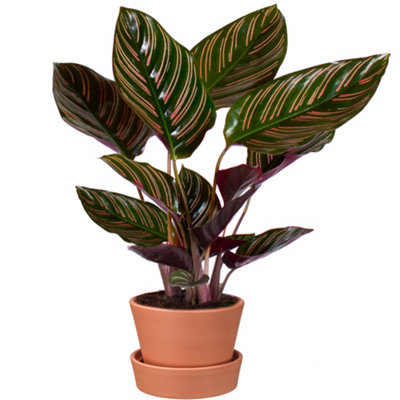 B&Q -  Calathea OrnataExotic FoliageIndoor Houseplant (14Cm40-50Cm)