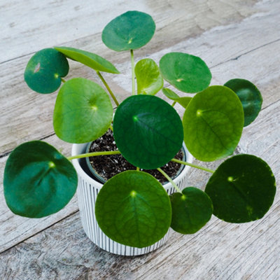B&Q -  Pilea Peperomioides In 12Cm PotHouseplant For Home And OfficeIdeal For Small Spaces (25-35Cm Height Including Pot)