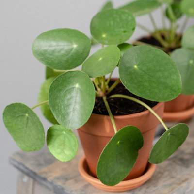 Gardeners Dream Pilea Peperomioides Chinese Money PlantHouse Plant In 12Cm PotIdeal For IndoorsHome OfficeKitchen (25-35Cm) from B&Q