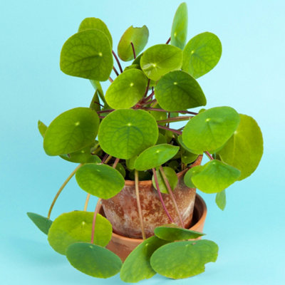Gardeners Dream Pilea PeperomioidesWindowsill Houseplant In 12Cm PotChinese Money Plant For Home Office (25-35Cm Height Including Pot) from B&Q