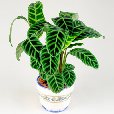 B&Q -  Calathea ZebrinaExotic FoliageIndoor Houseplant (12Cm30-40Cm)
