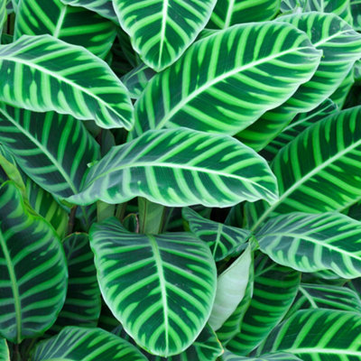 B&Q -  Calathea ZebrinaExotic FoliageIndoor Houseplant (12Cm30-40Cm)