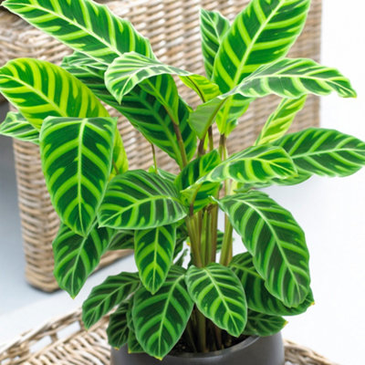 B&Q -  Calathea ZebrinaExotic FoliageIndoor Houseplant (12Cm30-40Cm)