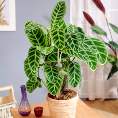 Gardeners Dream Calathea ZebrinaExotic FoliageIndoor Houseplant (12Cm30-40Cm) from B&Q