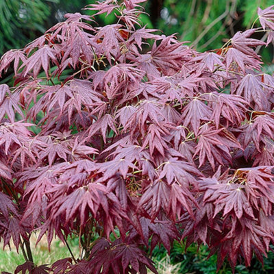 Gardeners Dream Purple Acer Atropurpureum - Deep Foliage, Outdoor Plant, Ideal For Gardens, Compact (50-70Cm Height Including Pot) Small