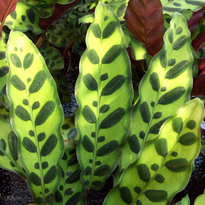 Gardeners Dream Calathea InsignisExquisite FoliageIndoor Houseplant (14Cm40-50Cm) from B&Q