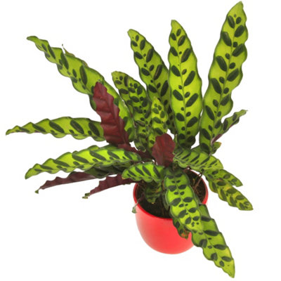 Gardeners Dream Calathea InsignisExquisite FoliageIndoor Houseplant (14Cm40-50Cm) from B&Q