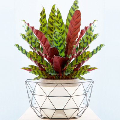 B&Q -  Calathea InsignisExquisite FoliageIndoor Houseplant (14Cm40-50Cm)